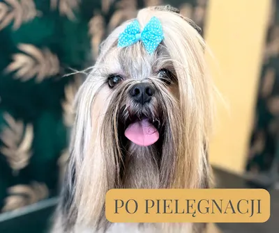 Psi Fryzjer DOGadzalnia Grooming Stargard